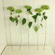 【直前!】【生花】アジサイ　アナベル　Lサイズ(花径17〜20cm程度)※半ドライ