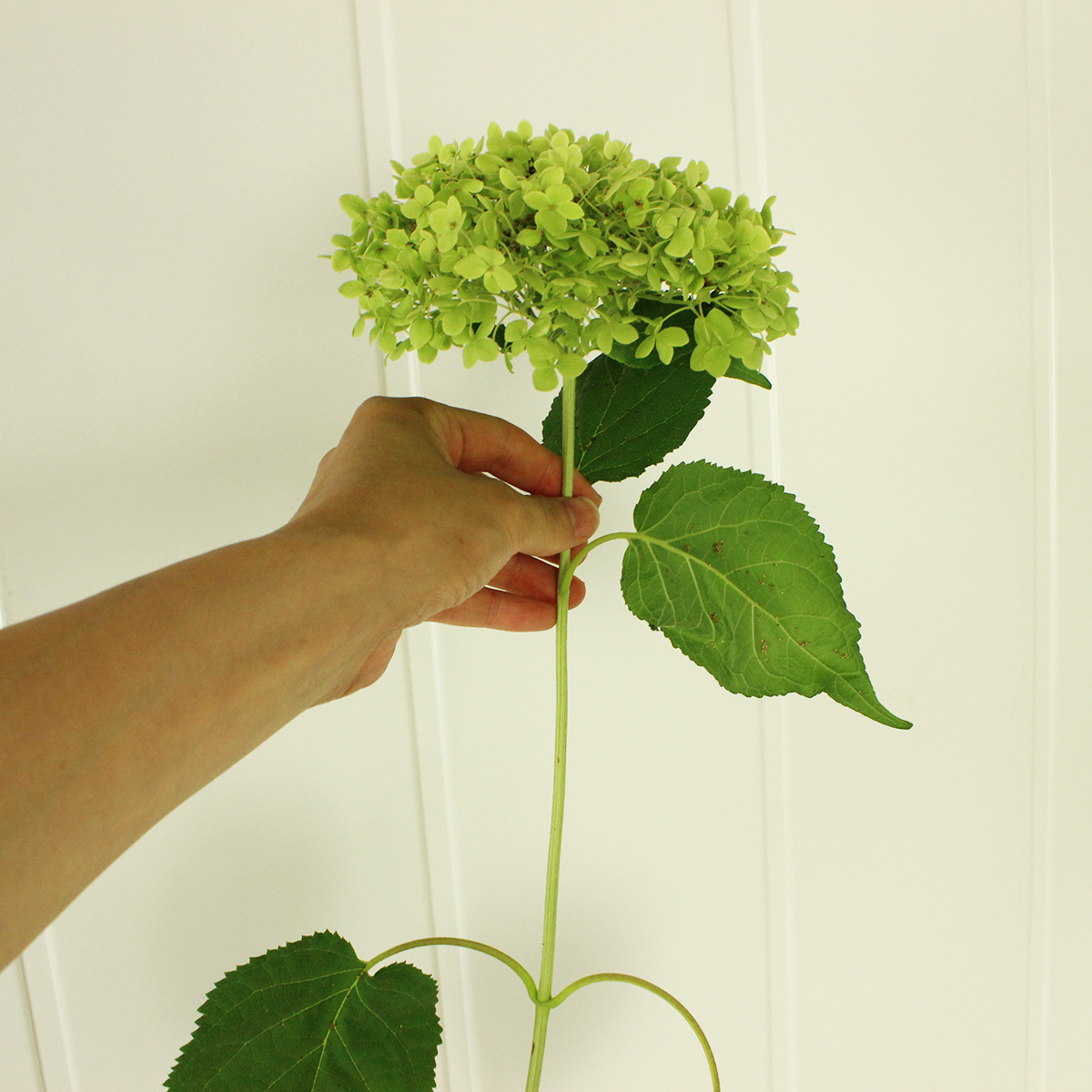 直前 生花 アジサイ アナベル Mサイズ 花径15 cm程度 半ドライ 通販 はなどんやアソシエ 直前 生花 アジサイ アナベル Mサイズ 花径15 cm程度 半ドライ 通販 はなどんやアソシエ