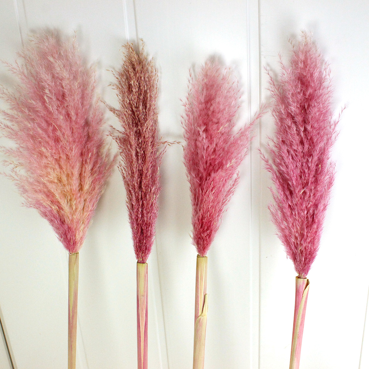 生花 即納 パンパスグラス パステルミックス ドライです 通販 はなどんやアソシエ 生花 即納 パンパスグラス パステルミックス ドライです 通販 はなどんやアソシエ