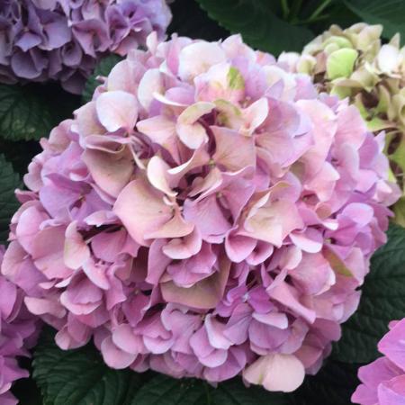 【直前!!!】安間バラ園のアジサイ　(パープル系)(直径15-20cm程度)【生花】