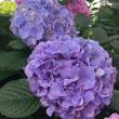 【生花】安間バラ園のアジサイ　フレッシュパープル(直径18cm程度)【FJ】