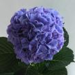 【生花】安間バラ園のアジサイ　フレッシュパープル(直径18cm程度)【FJ】