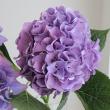 【生花】安間バラ園のアジサイ　フレッシュパープル(直径18cm程度)【FJ】