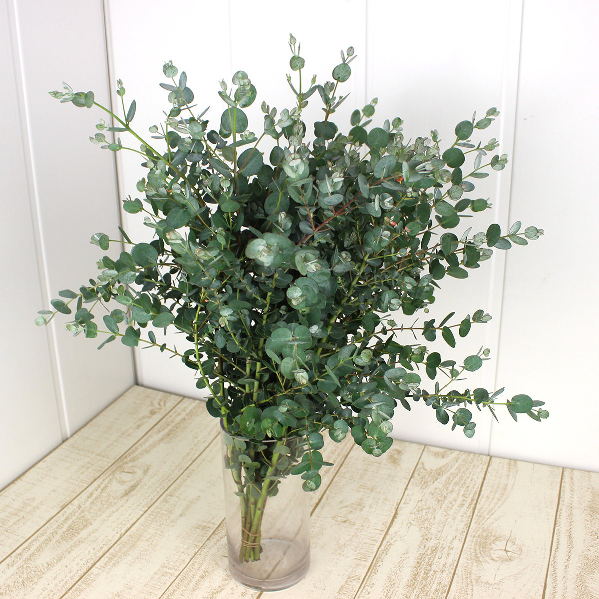 直前 ユーカリ シルバーウェーブ80cm グニユーカリ系の品種 生花 通販 はなどんやアソシエ 直前 ユーカリ シルバーウェーブ80cm グニユーカリ系の品種 生花 通販 はなどんやアソシエ