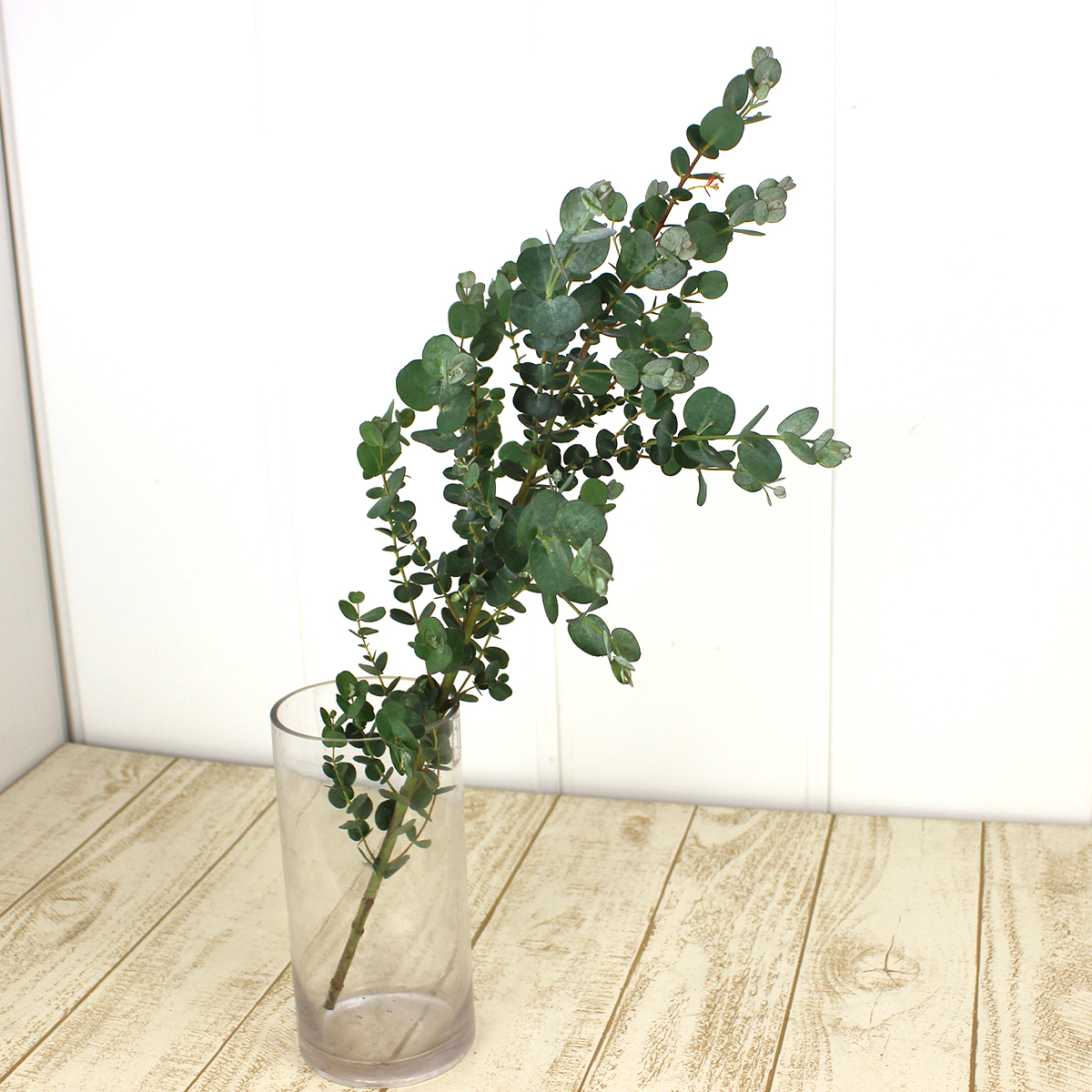 直前 ユーカリ シルバーウェーブ80cm グニユーカリ系の品種 生花 通販 はなどんやアソシエ 直前 ユーカリ シルバーウェーブ80cm グニユーカリ系の品種 生花 通販 はなどんやアソシエ