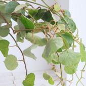 ※販売期間外※【生花】キウイのつる（生枝）約100cm　常陸大宮【早締切-74】※時期により状態異なる
