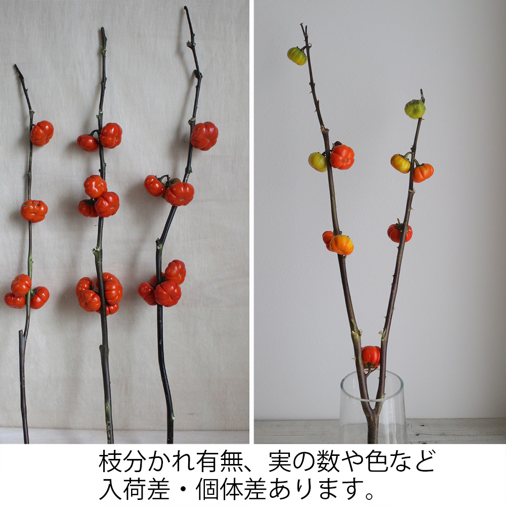 生花 ソラナム パンプキン カボチャ型の実の花ナス 60cm 程度 Ot 通販 はなどんやアソシエ 生花 ソラナム パンプキン カボチャ型の実の花ナス 60cm 程度 Ot 通販 はなどんやアソシエ