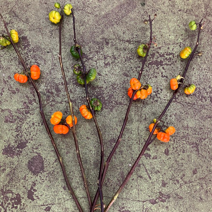 生花】ソラナム パンプキン 60cm- 上伊那ほか(カボチャ型の実の