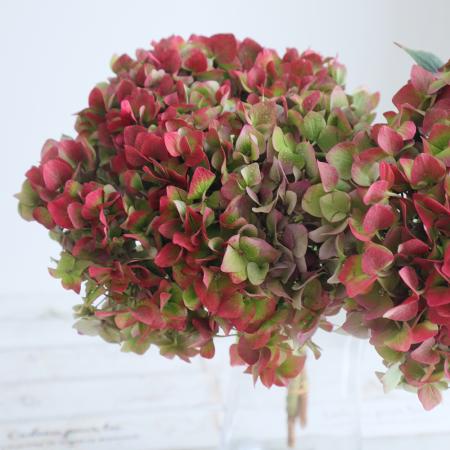 【08直前】アジサイ　アンティークレッド　北空知空域連