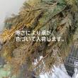 【生花】シノブヒバ(1M程度)【早締切-29】