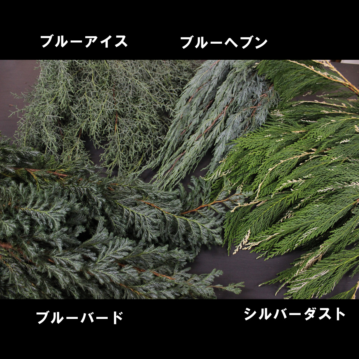 直前 コニファー ブルーバード ブルーグリーン肉厚葉 生花 通販 はなどんやアソシエ 直前 コニファー ブルーバード ブルーグリーン肉厚葉 生花 通販 はなどんやアソシエ
