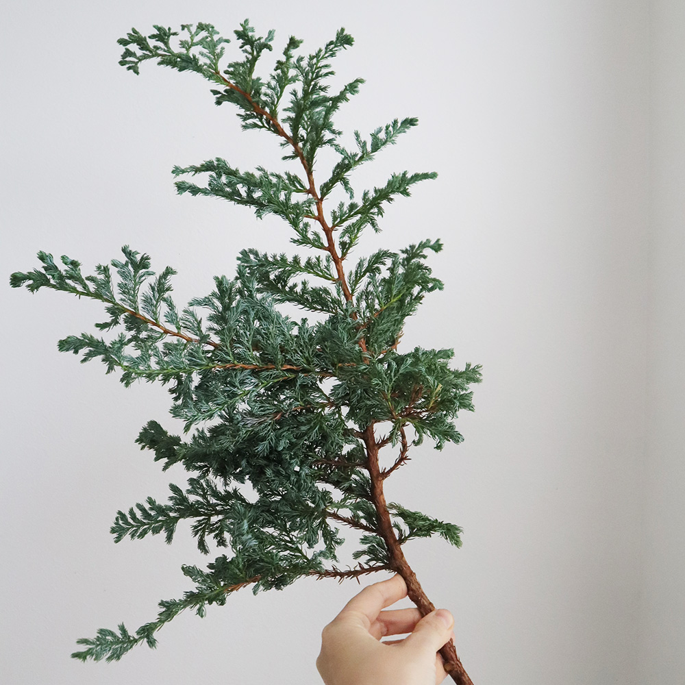 生花 H コニファー ブルーバード ブルーグリーン肉厚葉 商品説明を是非お読み下さい 早締切 Ita 通販 はなどんやアソシエ 生花 H コニファー ブルーバード ブルーグリーン肉厚葉 商品説明を是非お読み下さい 早締切 Ita 通販 はなどんやアソシエ