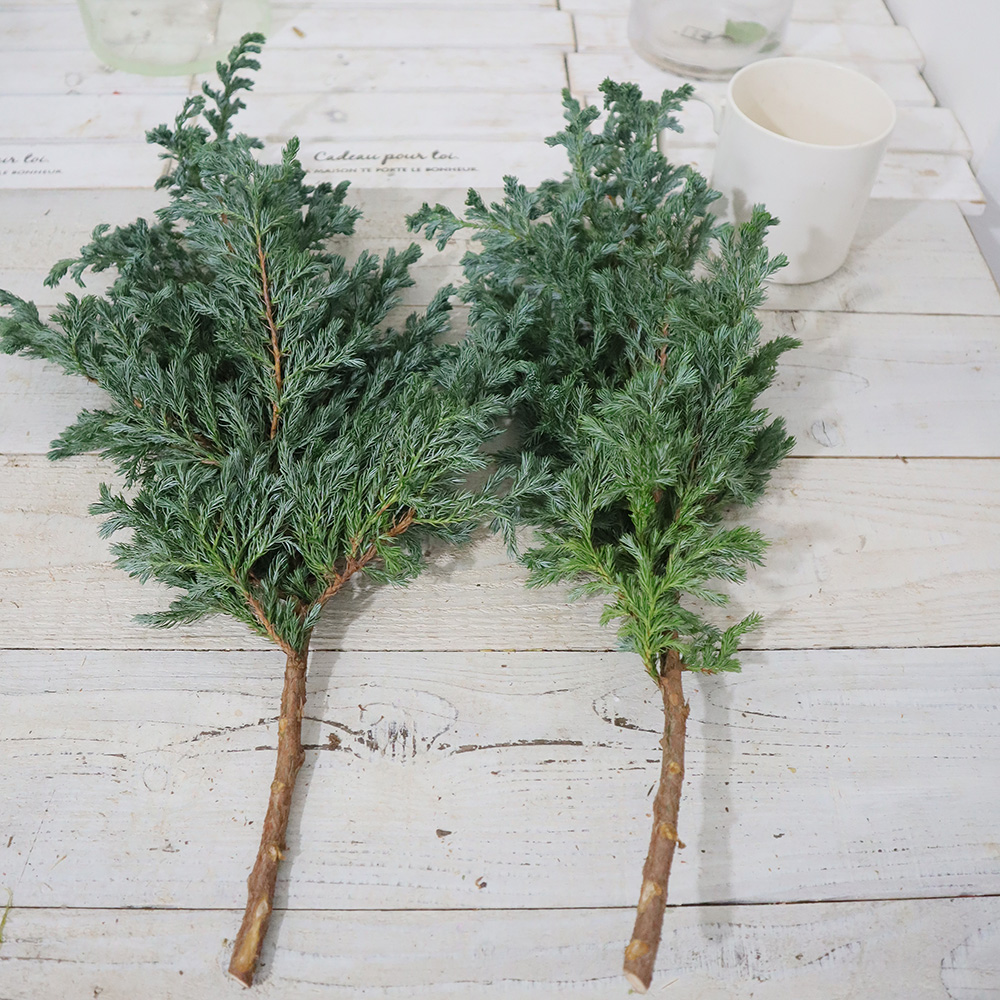 生花 コニファー ブルーバード ブルーグリーン肉厚葉 60cm程度 早締切74 通販 はなどんやアソシエ 生花 コニファー ブルーバード ブルーグリーン肉厚葉 60cm程度 早締切74 通販 はなどんやアソシエ