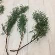 【生花】コニファー　ブルーアイス::つまみ15-20cm程度(束約10本)