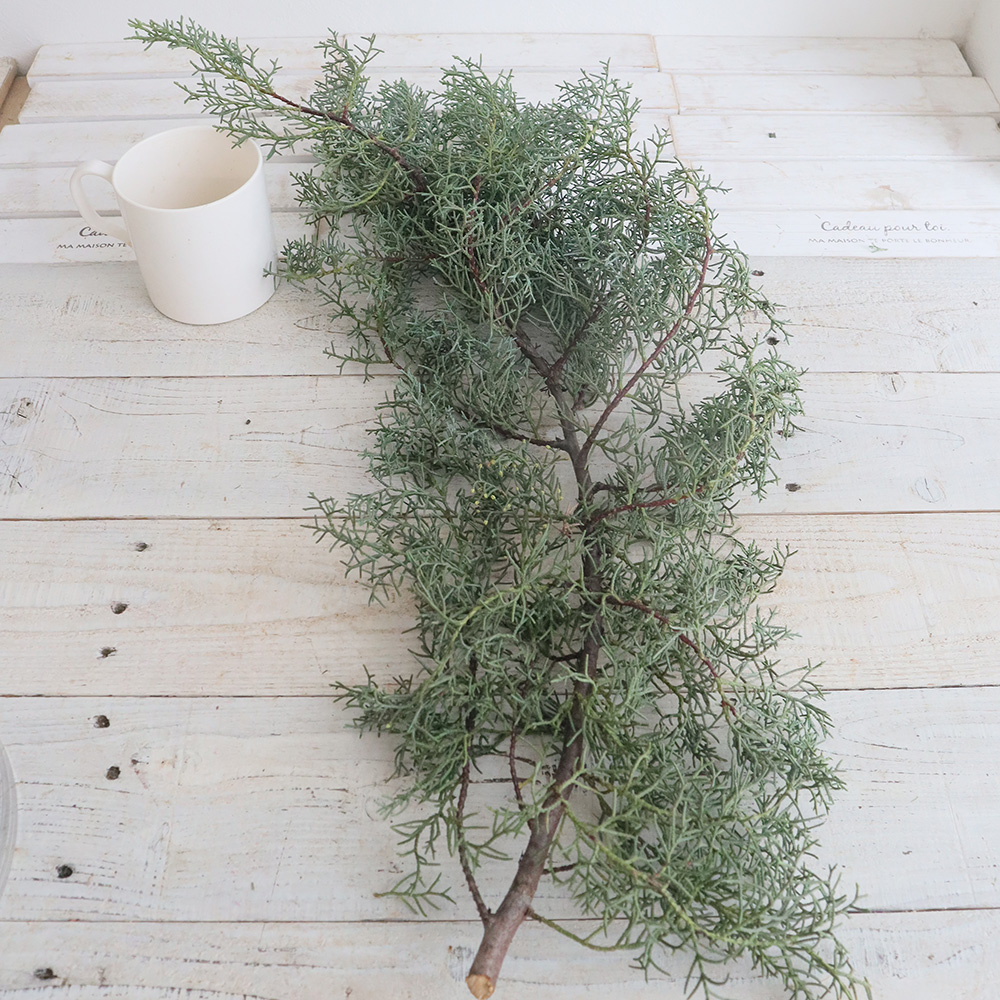 生花】【大佐和花き園】コニファー ブルーアイス 60-80cm程度(シルバー