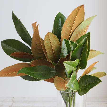 【直前!!!】輸入マグノリア　  30-40cm程度