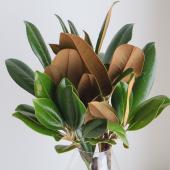 生花】キット用 マグノリア(タイサンボク)30センチ程度 日本草花園【OT