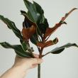 【生花】ケイパレス(マグノリア小葉品種)30センチ程度　日本草花園【OT】