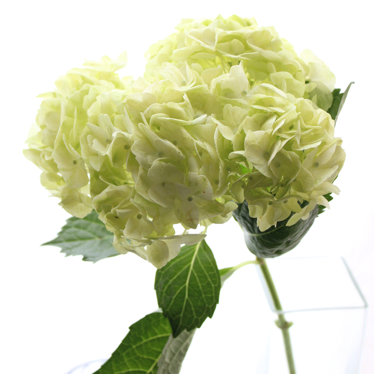 生花】輸入アジサイ モヒートなど(フレッシュグリーン)【OR-89】 - 花