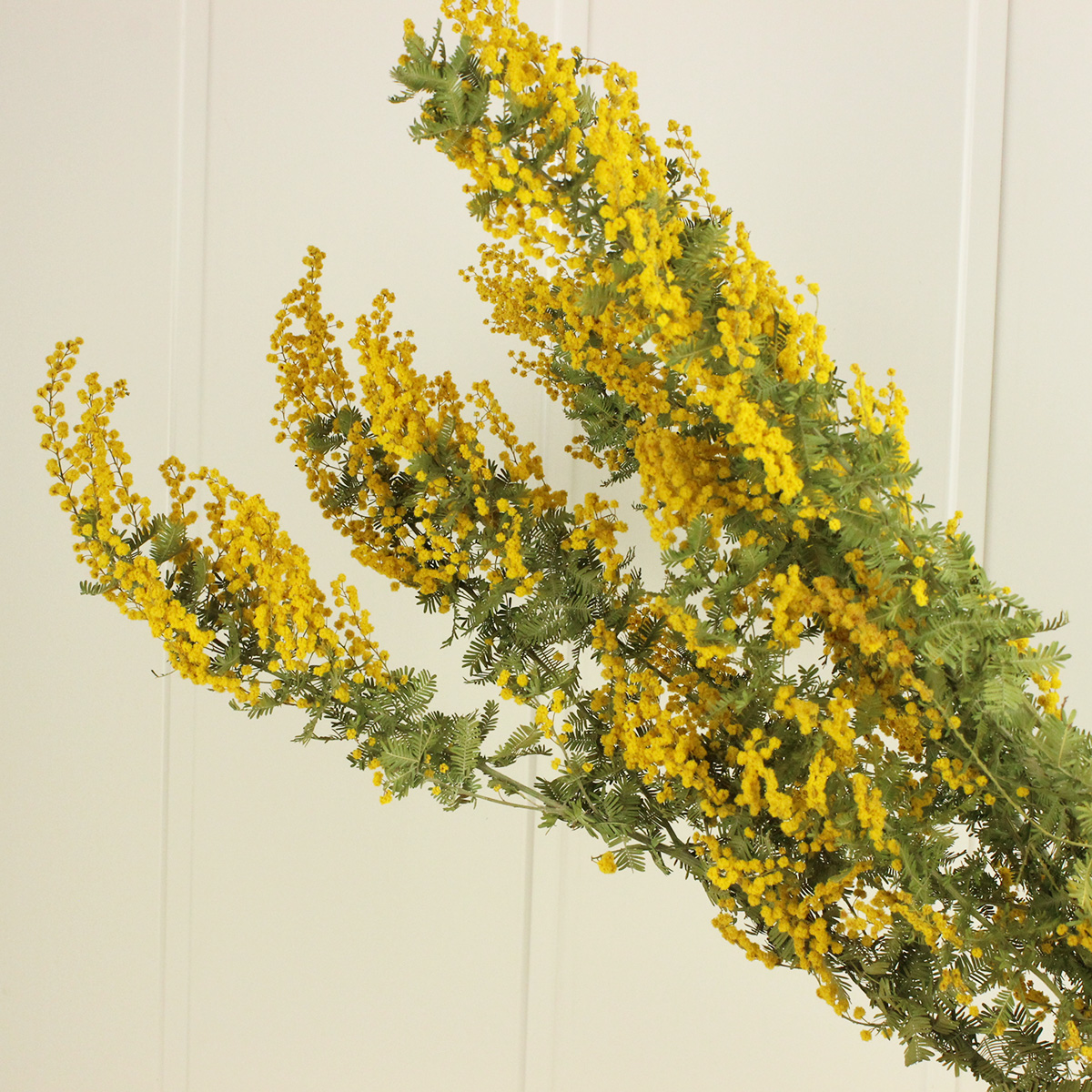 ドライ】J・flow/銀葉ミモザアカシア(大束 束3〜5本 50-70cm混合)【XX