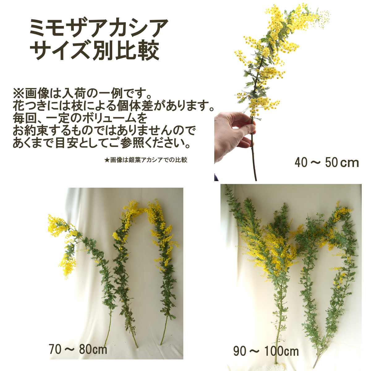 生花 ミモザアカシア 1束約5本入り 3 9 10お届け分 商品説明を必ずご確認下さいアミシロフラワーなど 通販 はなどんやアソシエ 生花 ミモザアカシア 1束約5本入り 3 9 10お届け分 商品説明を必ずご確認下さいアミシロフラワーなど 通販 はなどんやアソシエ