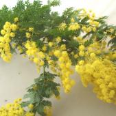 ITA0124-22】【生花】輸入ミモザアカシア(束)イタリア産【SHI】 - 花材