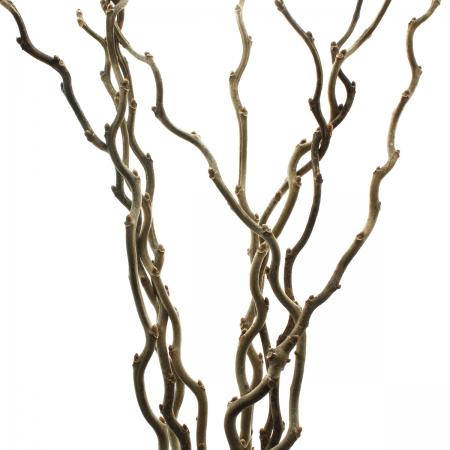 【08直前】ウンリュウクワ(降天桑)1M程度