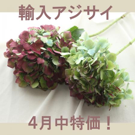 生花】【4月中特価!】輸入アジサイ アンティークホルステイン(A