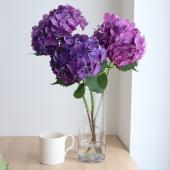 【生花】前林園芸アジサイ　アオムラサキ系　L-2L　【OT】