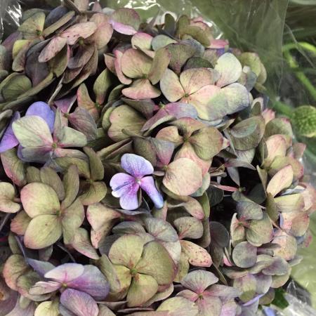 【直前!】アジサイ　アンティーク　ダークブルー　コロンビア産