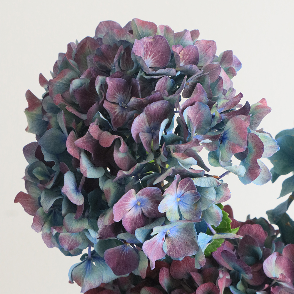 Anapia Antonini  花の市場　サインあり Anapia Antonini 花の市場 サインあり こんにちは 完売していた