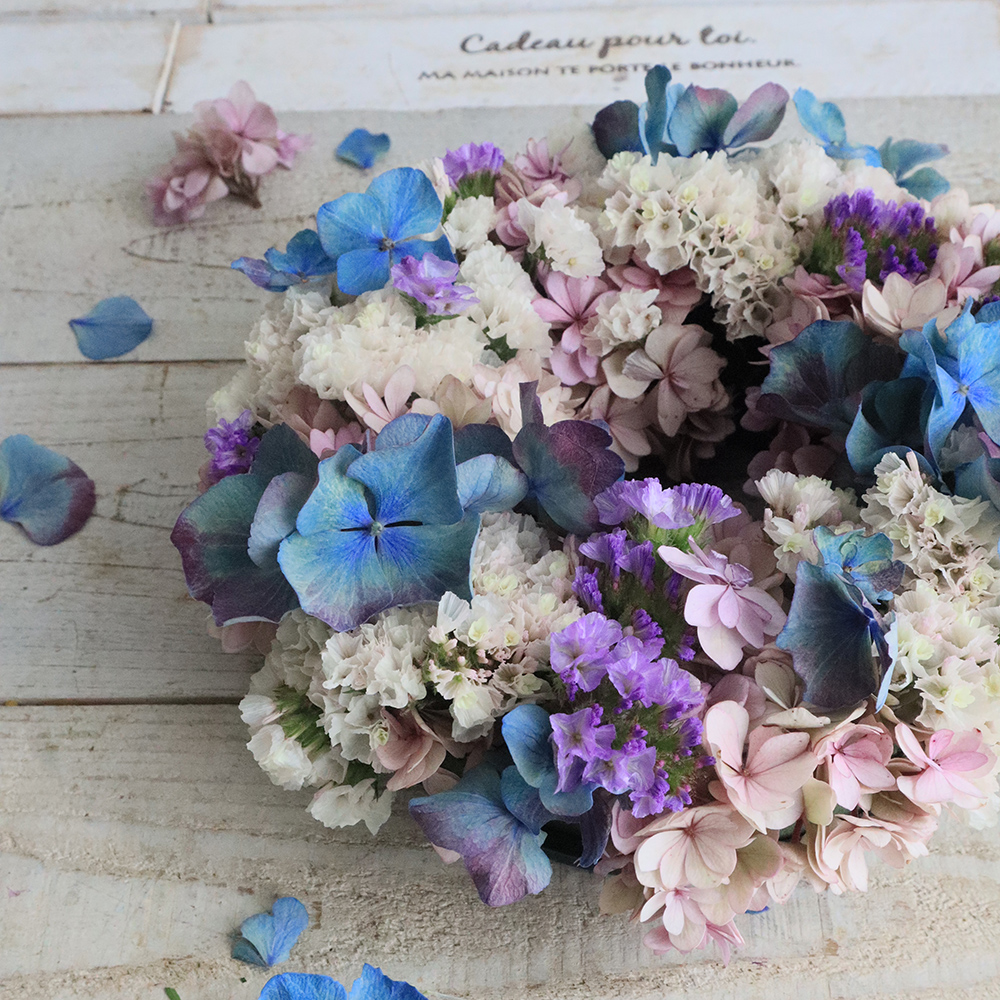 08直前】輸入アジサイ アンティークブルー 2A NZ産【生花】 - 花