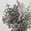 【生花】グニユーカリ　60cm程度   茨城県ほか【OT】