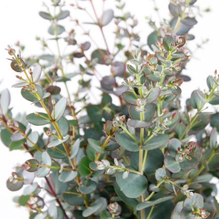 【直前!】グニユーカリ　2S　50cm程度【生花】