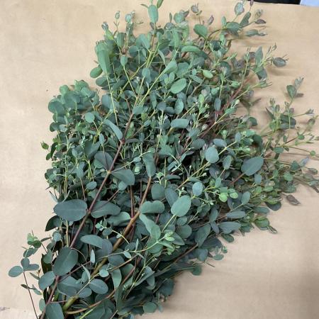 【直前!】グニユーカリ枝変わり　50cm(楕円形、細葉、大葉など混ざる)【OT】