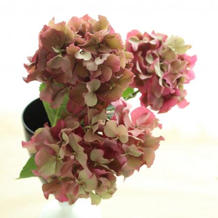 ITA0809】【生花】ミニアジサイ アンティークルビー(秋色ピンク系