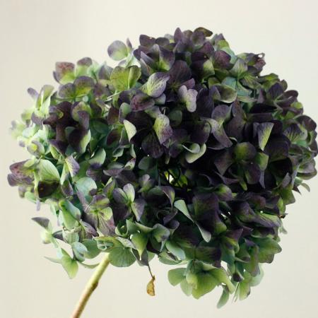青色アジサイ 楽天市場】【開花株】アジサイ（紫陽花・あじさい） ブルー