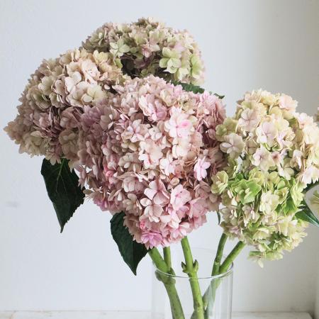 【08直前!!】アンティークアジサイ　ユーアンドミークラシックピンク(八重咲き)【生花】