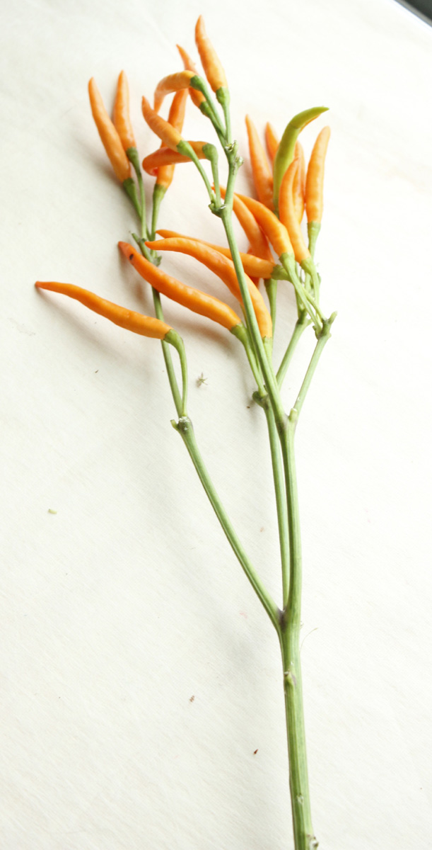 生花】タカノツメ(オレンジ)70センチ - 花材通販はなどんやアソシエ