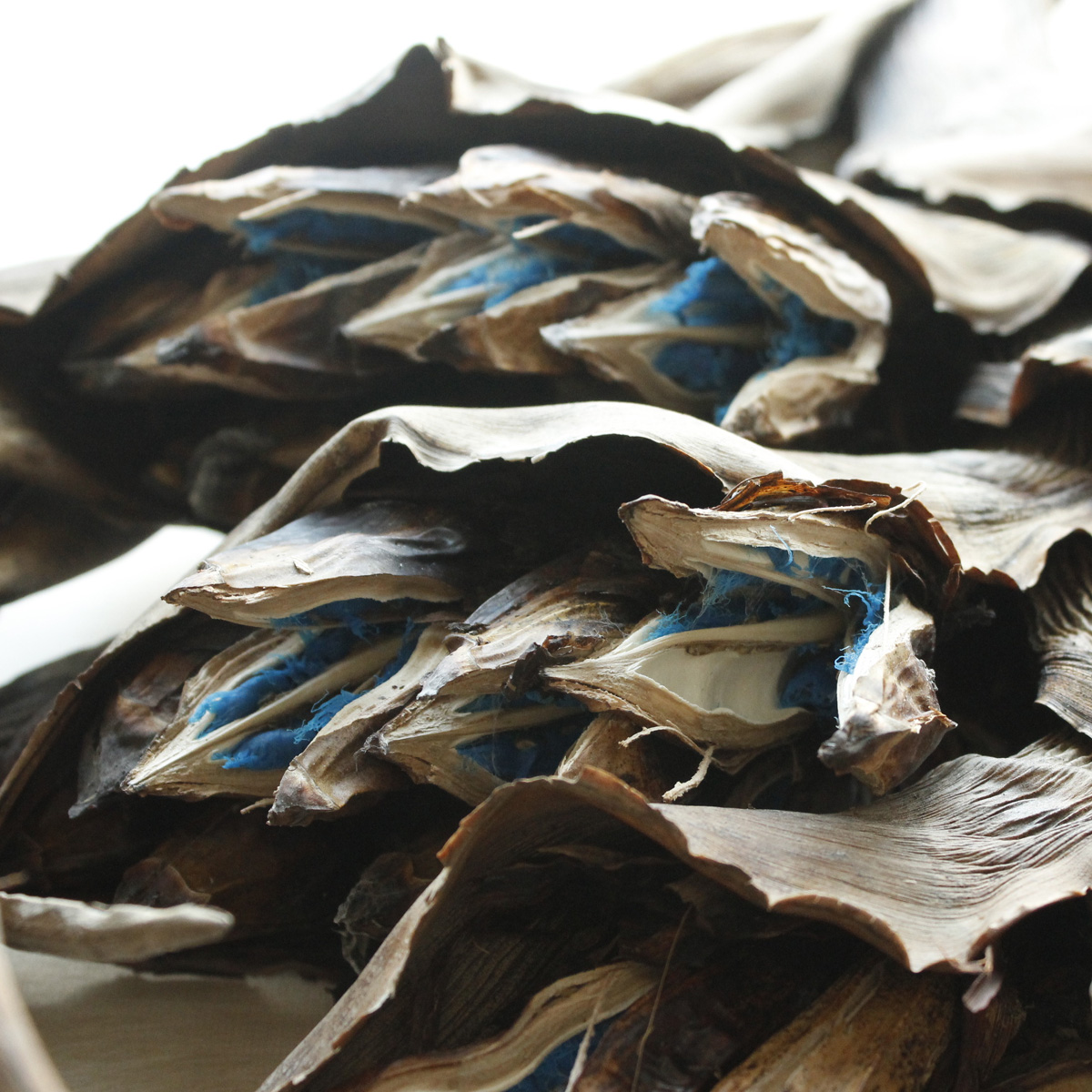 生花/即納】現品のみ!旅人の木(実付き・ドライ)【W2】 - 花材通販は