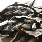 生花/即納】現品のみ!旅人の木(実付き・ドライ)【W2】 - 花材通販は