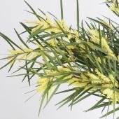 長いフレッシュミモザ50cm Dakota ミモザ 長財布 | TOZAI NANBOKUYA