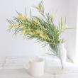 【08直前!!FJ】ミモザアカシア フロリバンダ 4-50cm(小枝含む束10本〜程度)千葉県【生花】