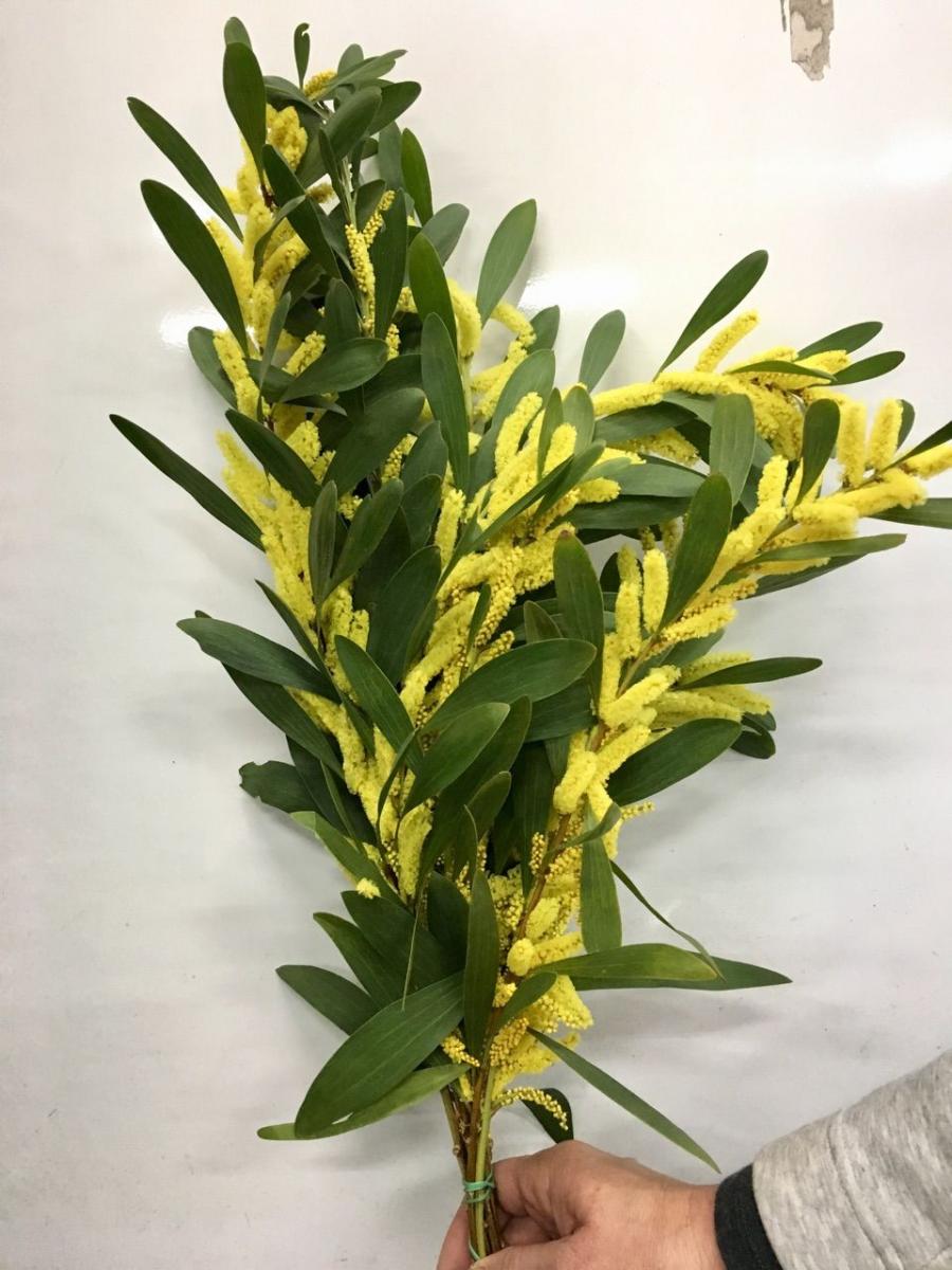 生花】輸入ミモザ ゴールデンロッド(束)イタリア産【お届け日限定・2