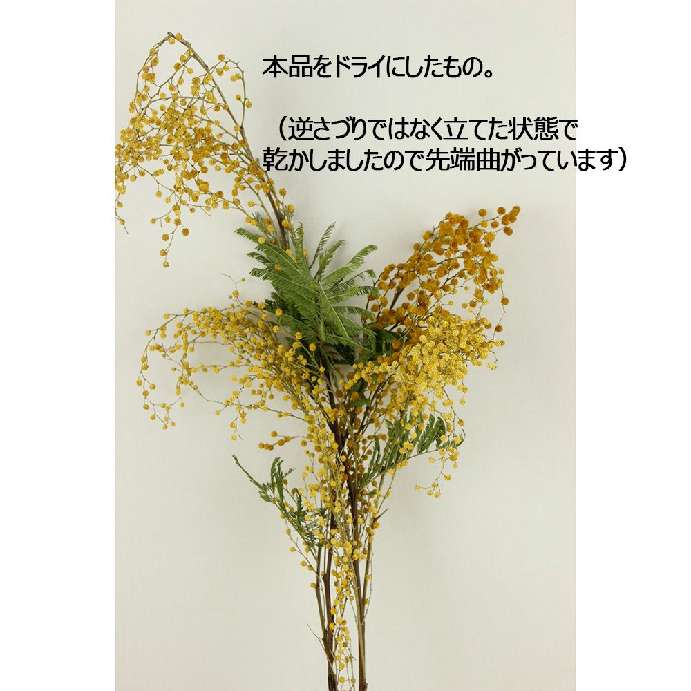 直前】【ワケアリ・ドライ向けなどに】輸入ミモザアカシア ミラン