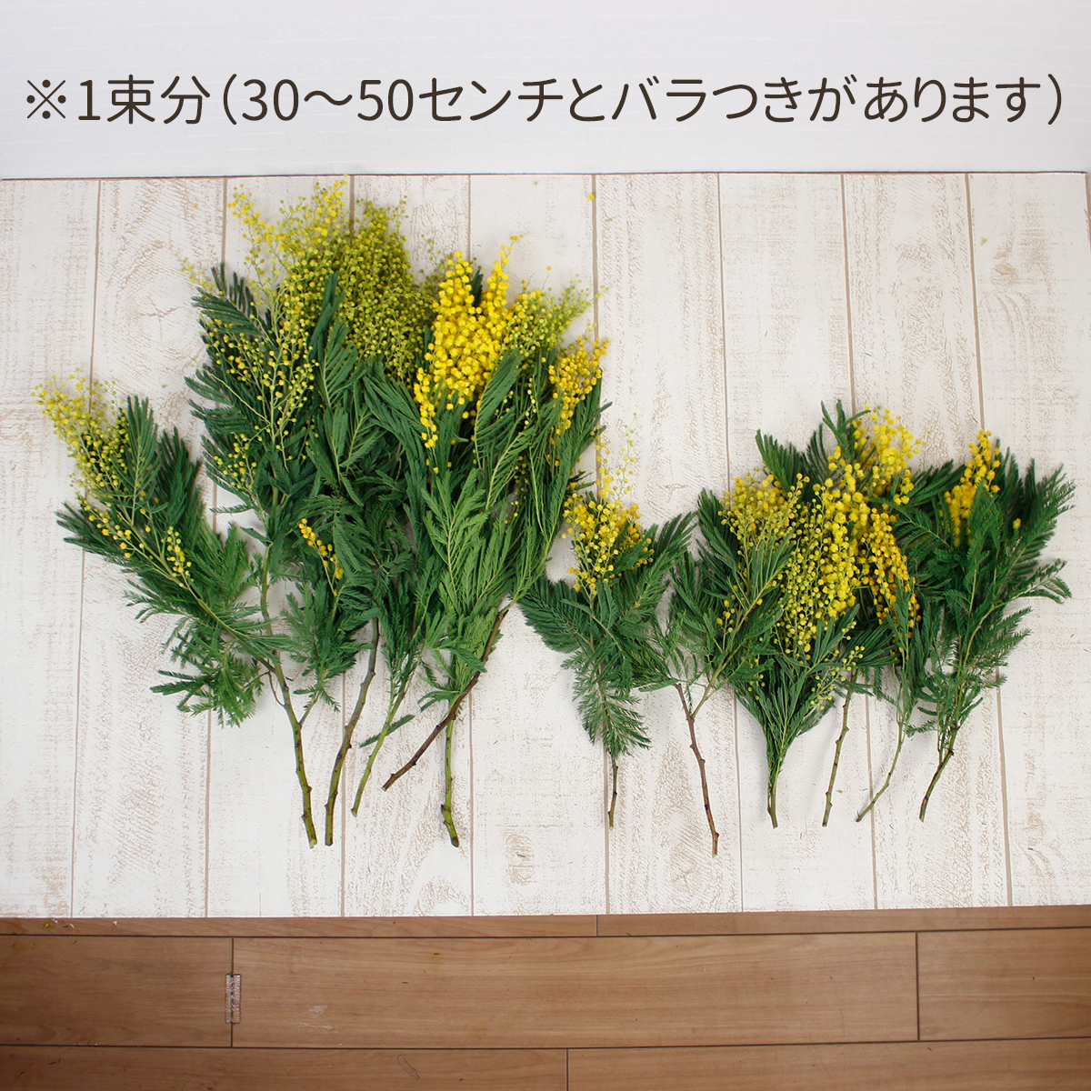 生花 輸入ミモザアカシア品種おまかせ 50cm程度 束約10本 Or 早締切 通販 はなどんやアソシエ 生花 輸入ミモザアカシア品種おまかせ 50cm程度 束約10本 Or 早締切 通販 はなどんやアソシエ