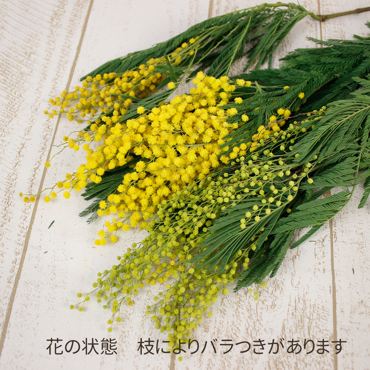 生花 輸入ミモザアカシア品種おまかせ 50cm程度 束約10本 Or 早締切 通販 はなどんやアソシエ 生花 輸入ミモザアカシア品種おまかせ 50cm程度 束約10本 Or 早締切 通販 はなどんやアソシエ