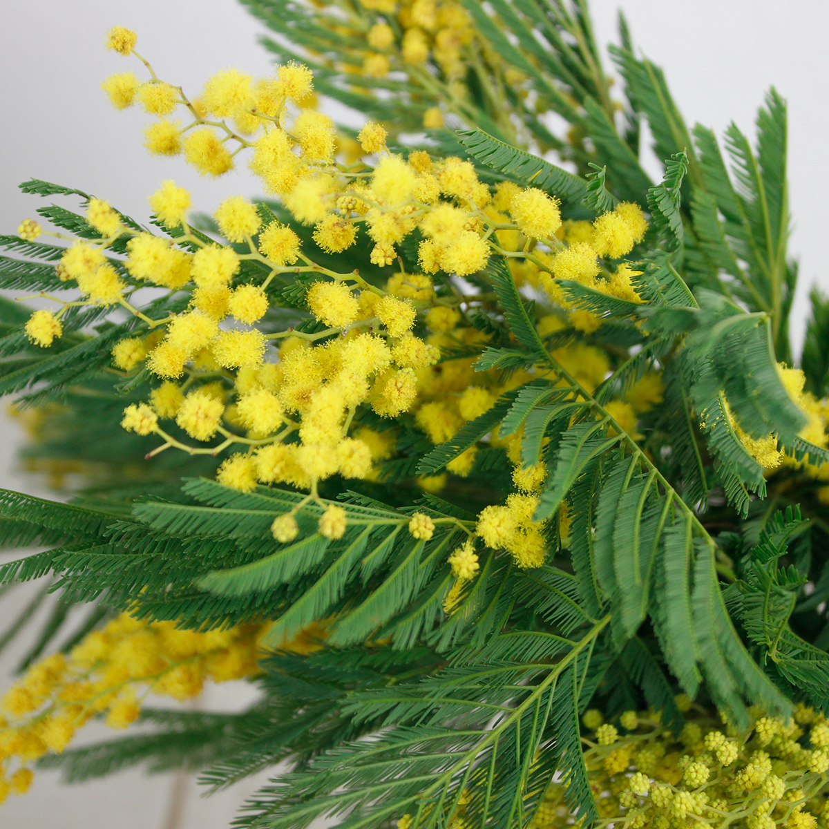 直前 輸入ミモザアカシア品種おまかせ 50cm程度 束約8 10本 生花 通販 はなどんやアソシエ