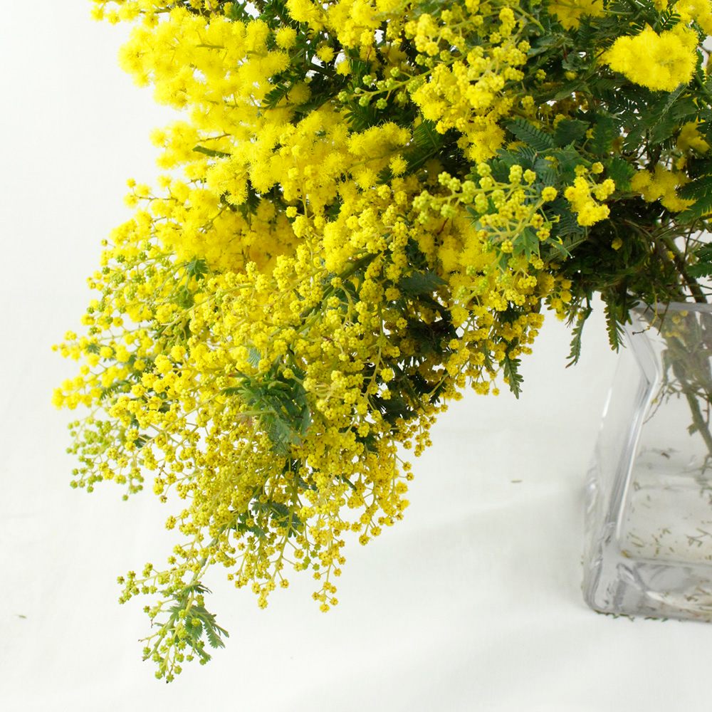生花】宮内さんの山採りミモザ(40〜50cm程度・束約10本入り)※要手入れ