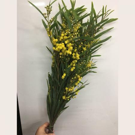 【生花】三ヶ日のミモザアカシア　細葉　国産